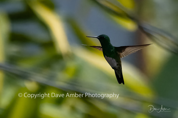 Hummingbird
