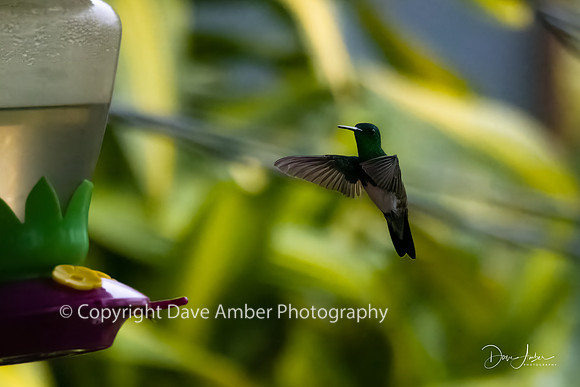Hummingbird