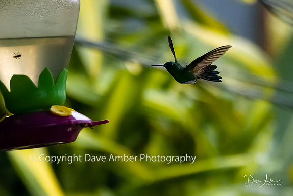 Hummingbird