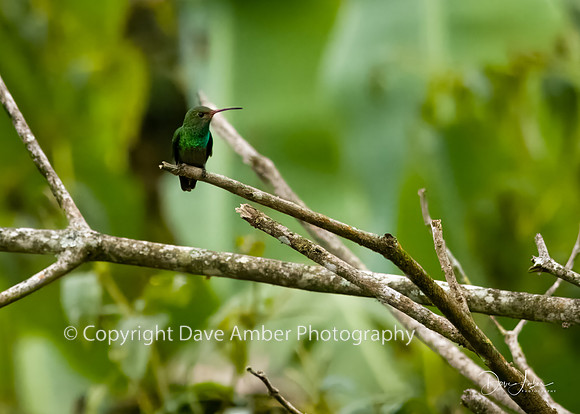 Hummingbird