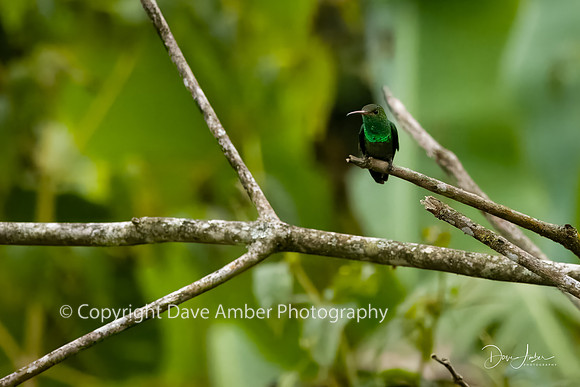Hummingbird