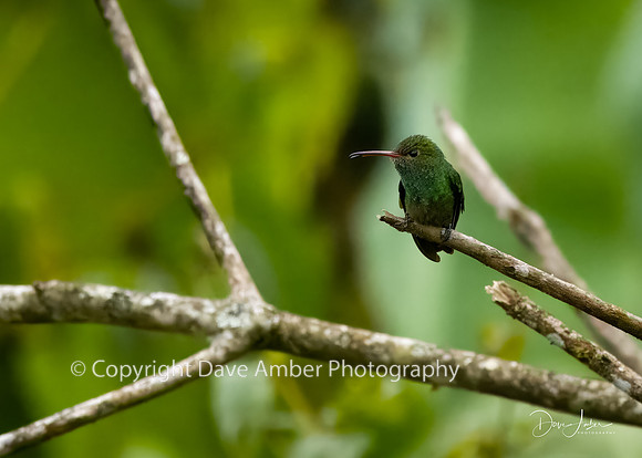 Hummingbird