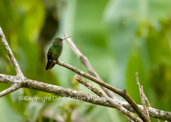 Hummingbird