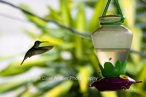 Hummingbird
