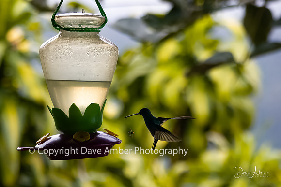 Hummingbird