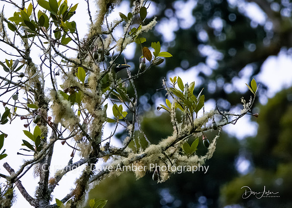 Emerald Toucanet