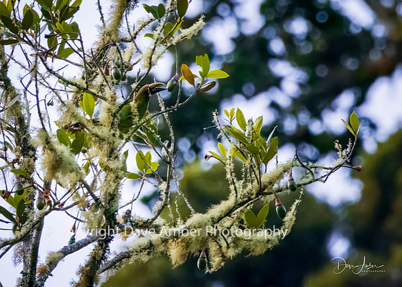 Emerald Toucanet
