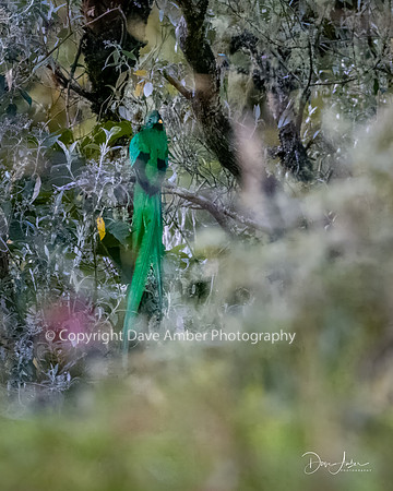Resplendant Quetzal