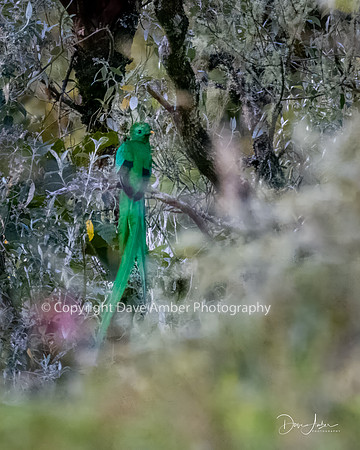 Resplendant Quetzal
