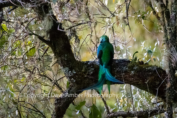 Resplendant Quetzal