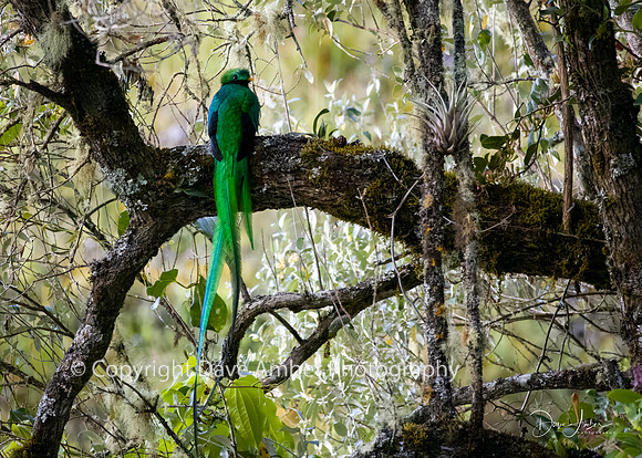 Resplendant Quetzal