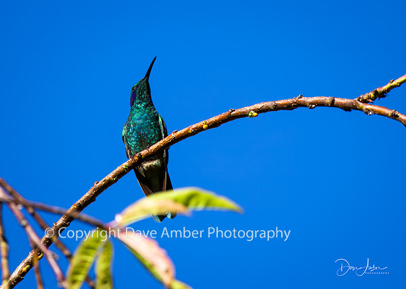 Hummingbird
