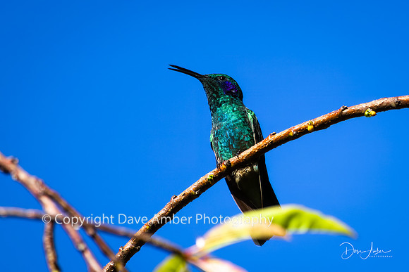 Hummingbird