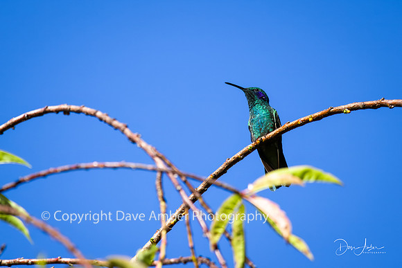 Hummingbird