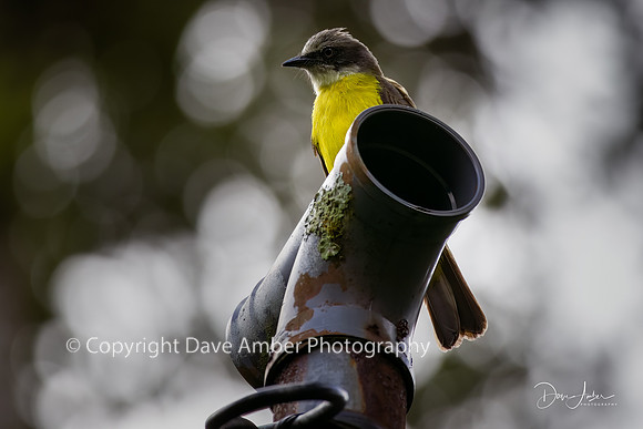 Tropical Kingbird