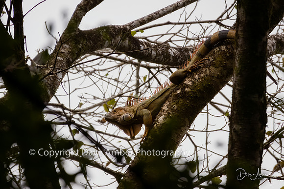 Green Iguana