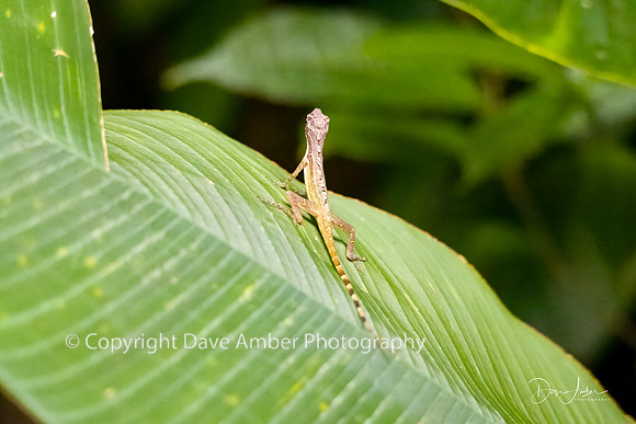 Yellow-headed Gecko