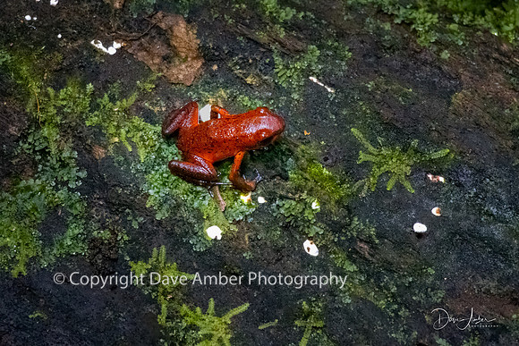 Red Frog