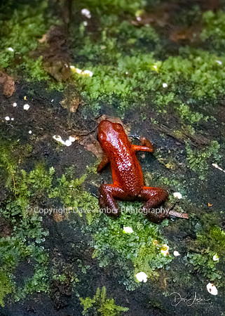 Red Frog