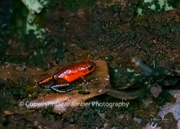 Red Frog