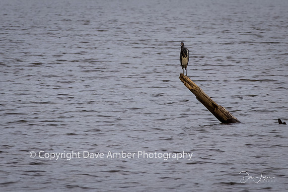 Heron