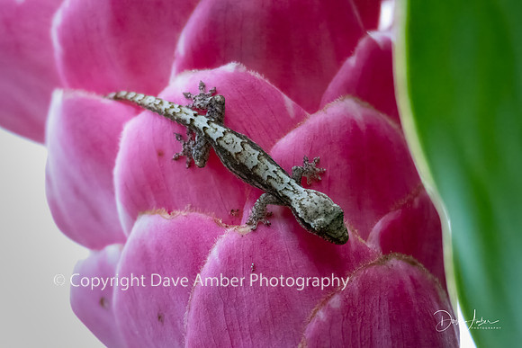 Yellow-headed Gecko