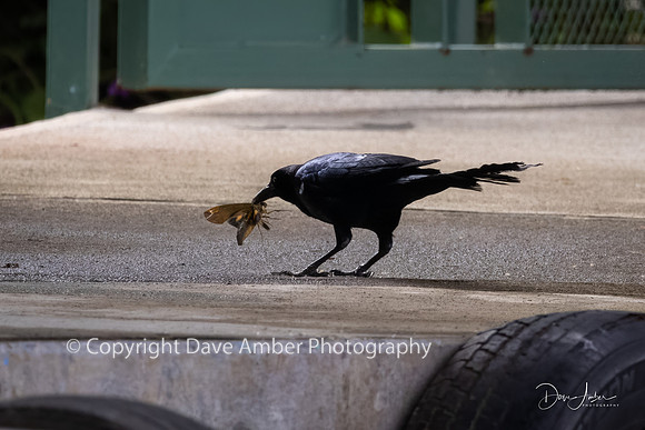 Great-tailed Grackle