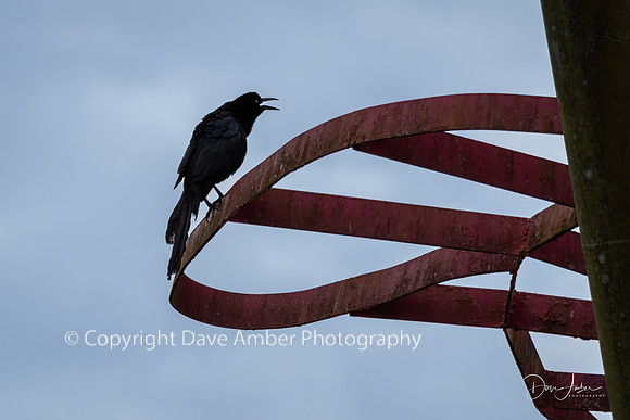 Great-tailed Grackle