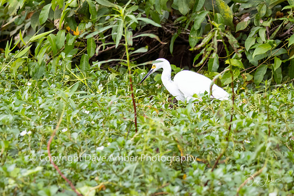 Snowy Egret