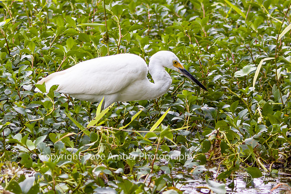 Snowy Egret