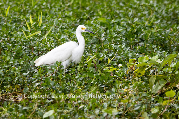 Little Blue Heron