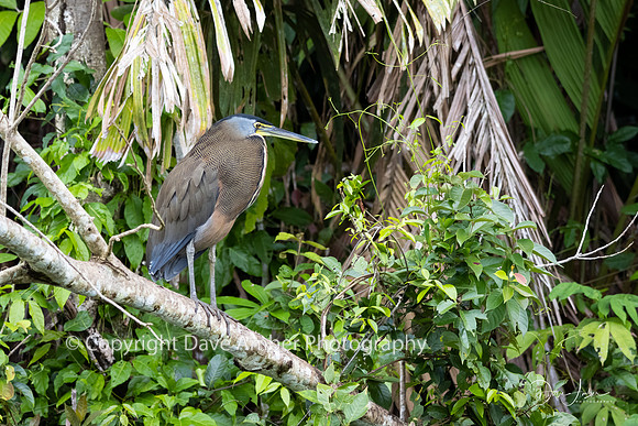 Bare Throated Tiger Heron