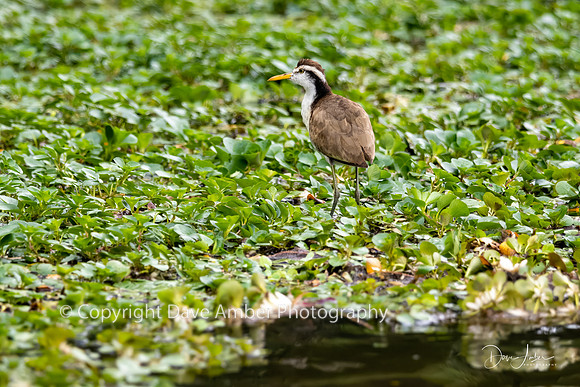 Northern Jacana