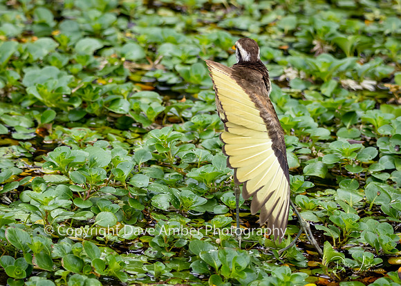 Northern Jacana