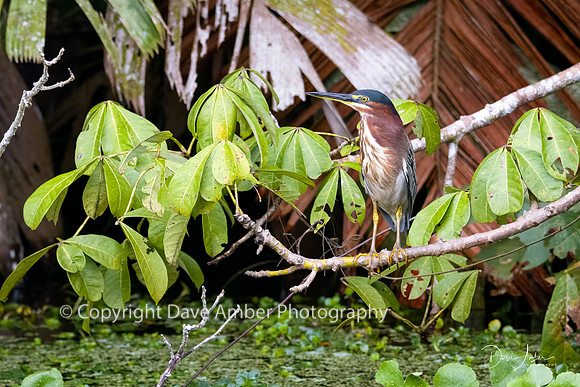 Green Heron