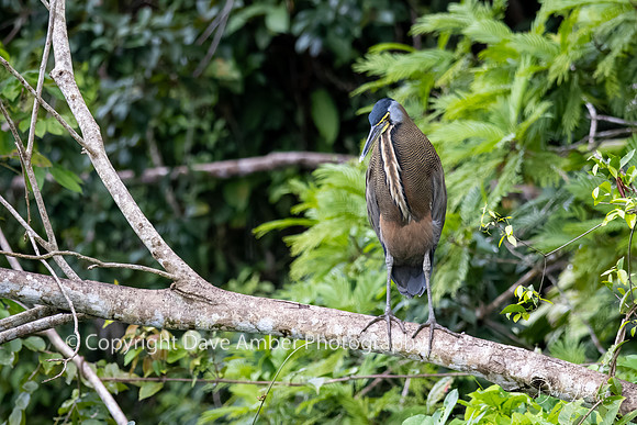Bare Throated Tiger Heron