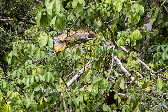 Green Iguana