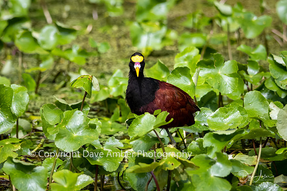 Northern Jacana