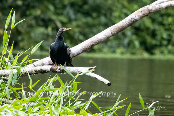 Anhinga