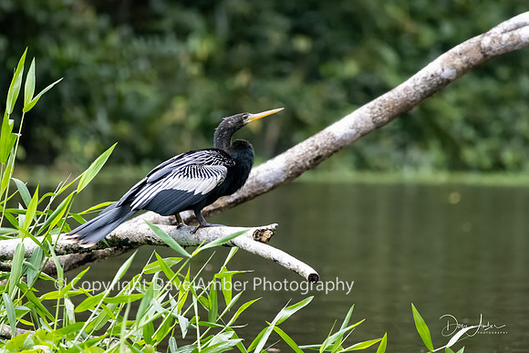 Anhinga