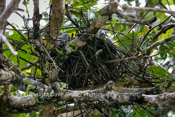 Birds Nest