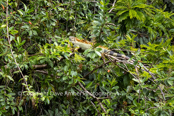 Green Iguana