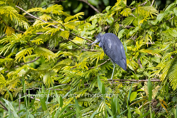 Little Blue Heron