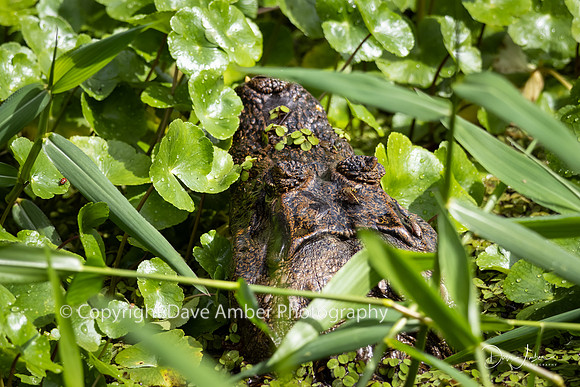 Spectacled Caiman