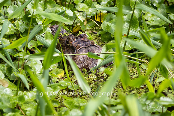 Spectacled Caiman