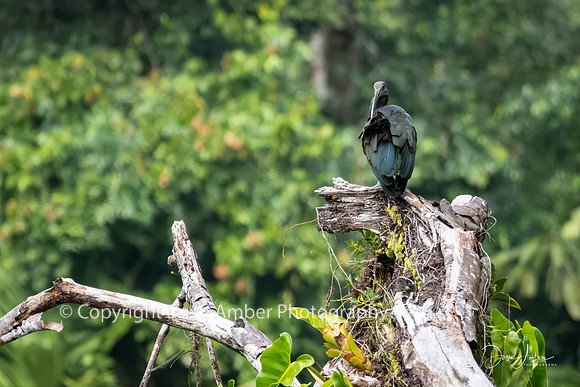 Green Ibis