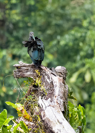 Green Ibis
