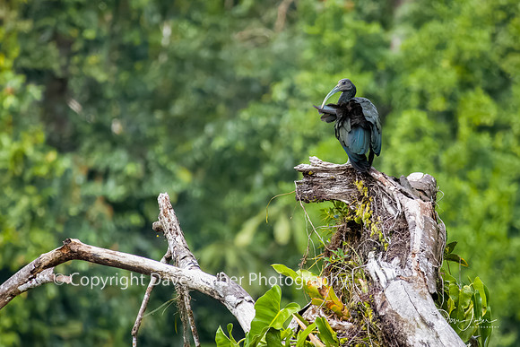 Green Ibis