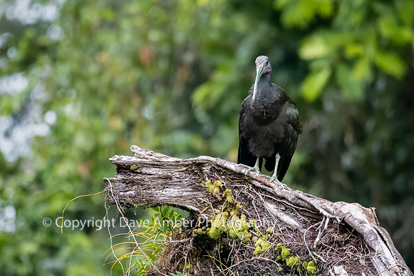 Green Ibis
