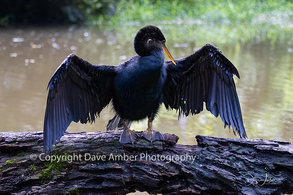 Anhinga